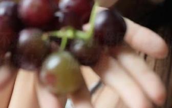 黑料不打烊网页版：新特级线路上线，瓜子准备好了吗？